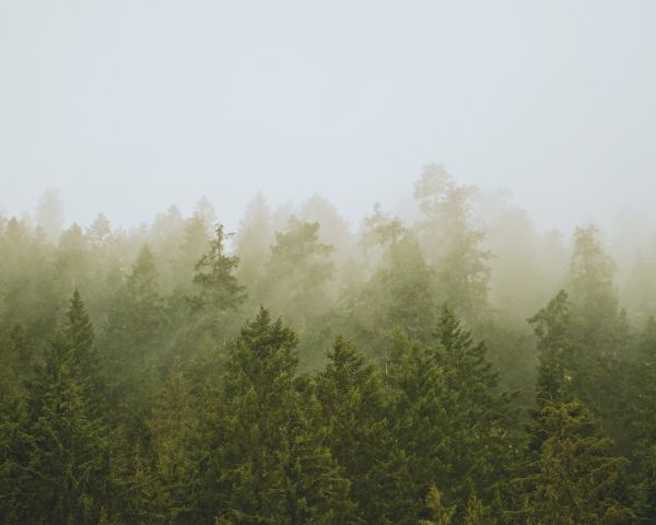coniferous forest, fog Wallpaper 1280x1024