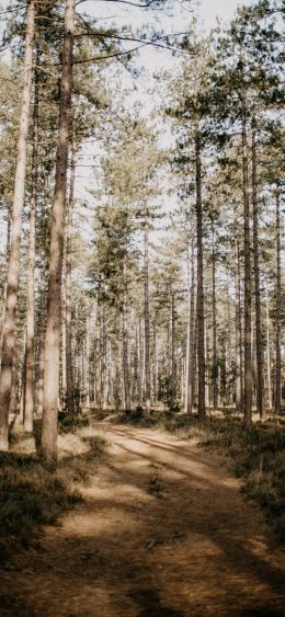 forest, road Wallpaper 1080x2340