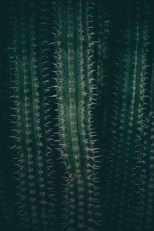 cactus, needles, green Wallpaper 4480x6720