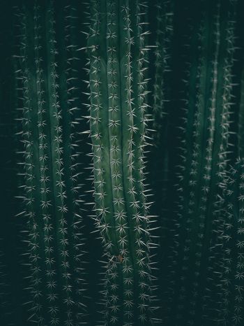 cactus, needles, green Wallpaper 1668x2224