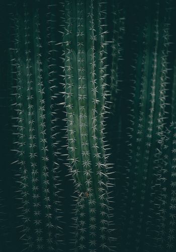 cactus, needles, green Wallpaper 1668x2388