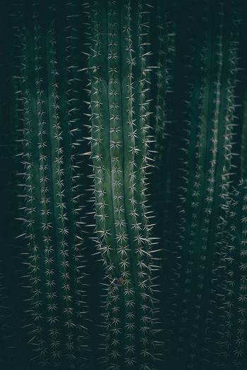 cactus, needles, green Wallpaper 640x960