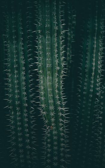 cactus, needles, green Wallpaper 1752x2800