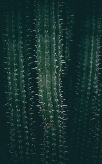 cactus, needles, green Wallpaper 1200x1920