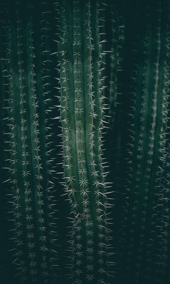 cactus, needles, green Wallpaper 1200x2000