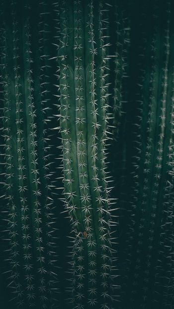 cactus, needles, green Wallpaper 640x1136
