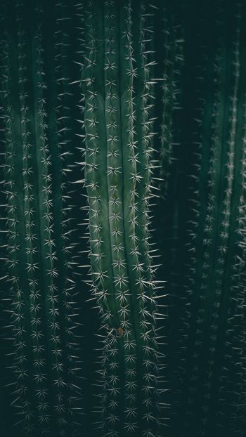 cactus, needles, green Wallpaper 2160x3840