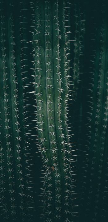 cactus, needles, green Wallpaper 1440x2960