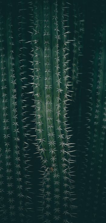 cactus, needles, green Wallpaper 1080x2280