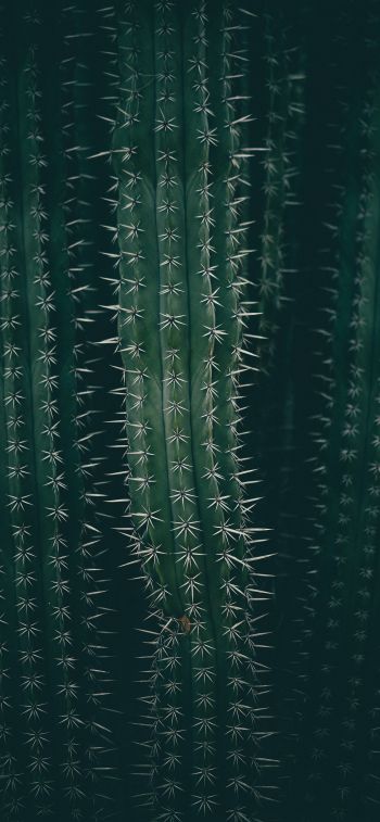 cactus, needles, green Wallpaper 828x1792