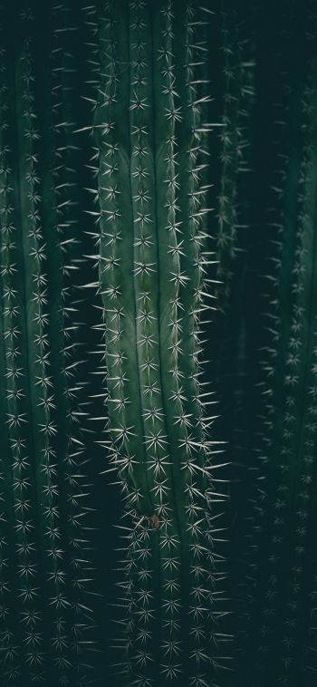 cactus, needles, green Wallpaper 1080x2340