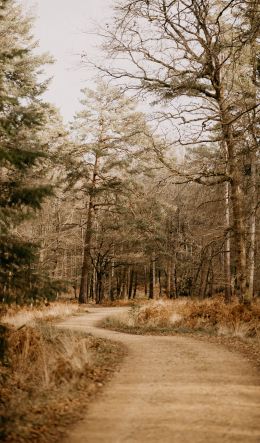 road, forest, light Wallpaper 600x1024