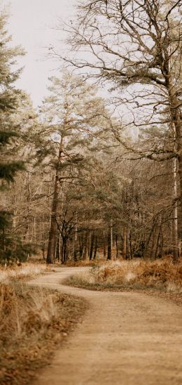 road, forest, light Wallpaper 1080x2280