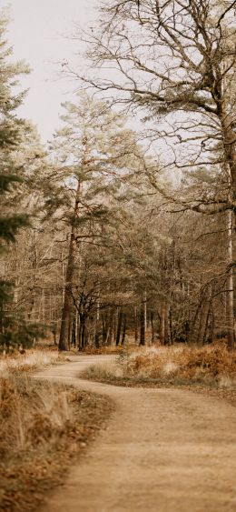 road, forest, light Wallpaper 1080x2340