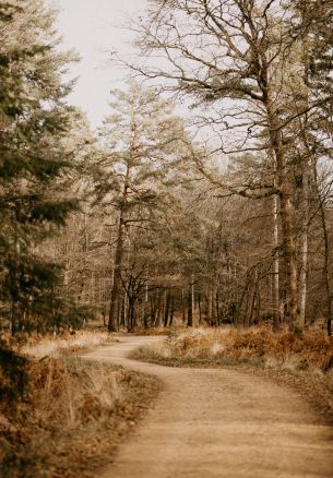 road, forest, light Wallpaper 1640x2360