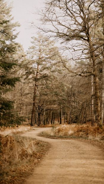 road, forest, light Wallpaper 1080x1920