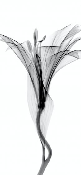 flower, 3D modeling Wallpaper 828x1792