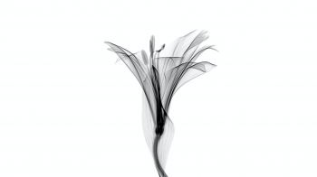 flower, 3D modeling Wallpaper 1280x720