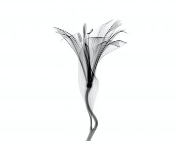 flower, 3D modeling Wallpaper 1280x1024