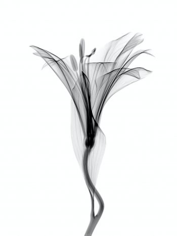 flower, 3D modeling Wallpaper 1668x2224