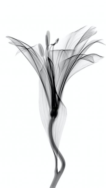 flower, 3D modeling Wallpaper 640x1136