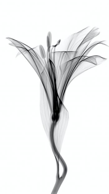 flower, 3D modeling Wallpaper 1080x1920
