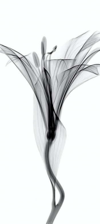 flower, 3D modeling Wallpaper 720x1600