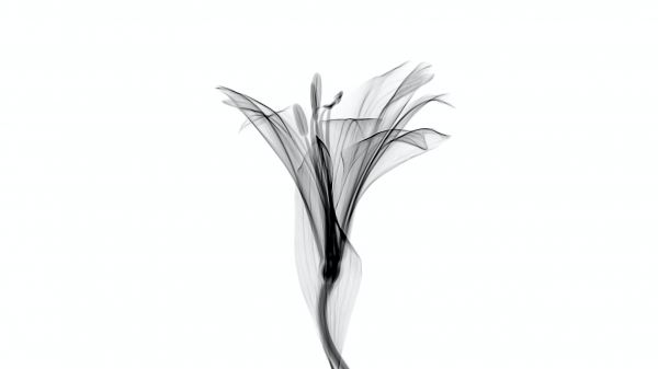 flower, 3D modeling Wallpaper 1366x768