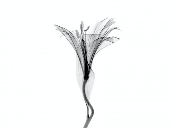 flower, 3D modeling Wallpaper 800x600