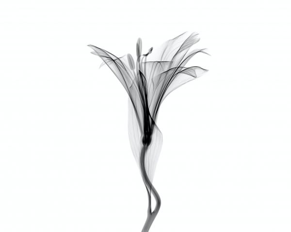 flower, 3D modeling Wallpaper 1280x1024