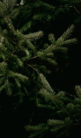 spruce, coniferous tree Wallpaper 600x1024