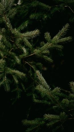 spruce, coniferous tree Wallpaper 640x1136