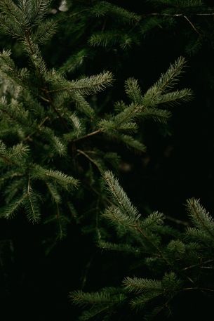 spruce, coniferous tree Wallpaper 5504x8256