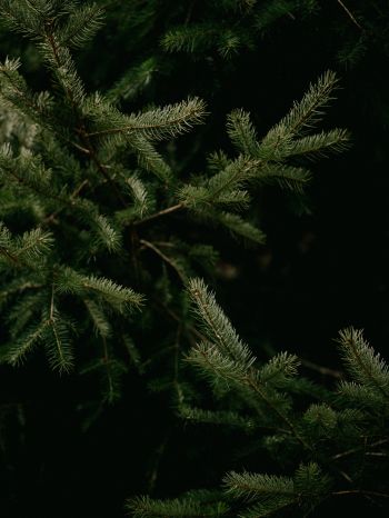 spruce, coniferous tree Wallpaper 2048x2732