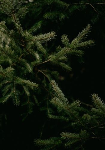 spruce, coniferous tree Wallpaper 1668x2388