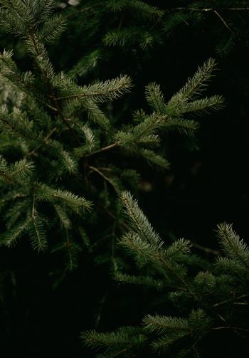 spruce, coniferous tree Wallpaper 1640x2360