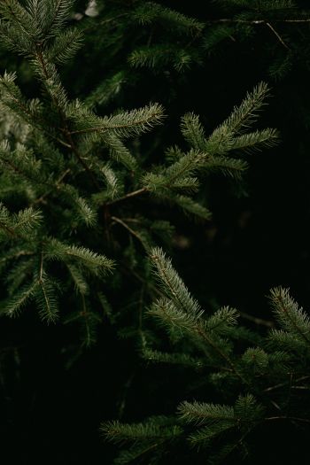 spruce, coniferous tree Wallpaper 640x960