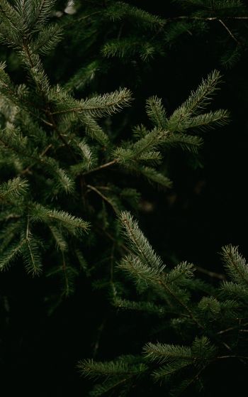 spruce, coniferous tree Wallpaper 1752x2800