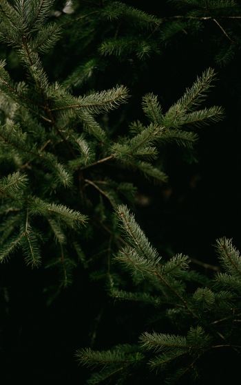 spruce, coniferous tree Wallpaper 800x1280