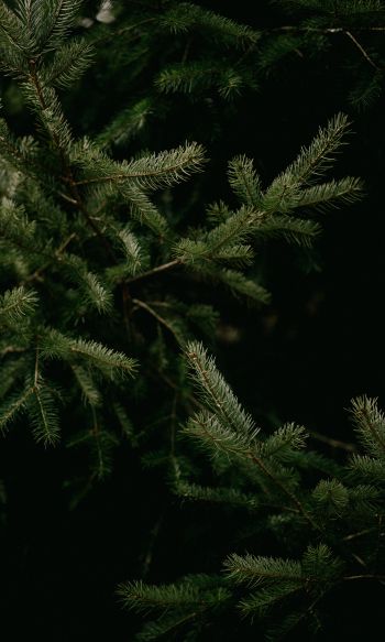 spruce, coniferous tree Wallpaper 1200x2000