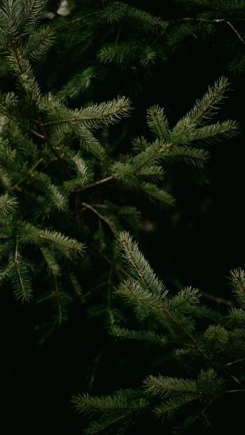 spruce, coniferous tree Wallpaper 1080x1920