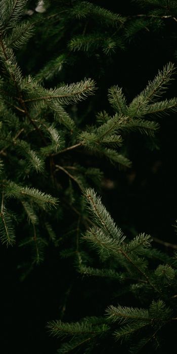 spruce, coniferous tree Wallpaper 720x1440