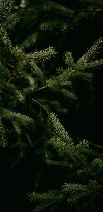 spruce, coniferous tree Wallpaper 1080x2220