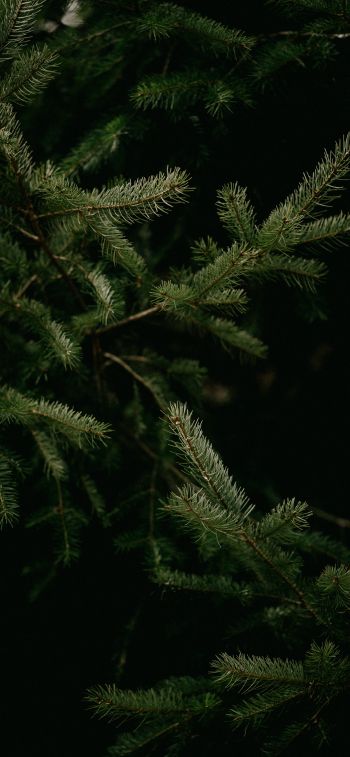 spruce, coniferous tree Wallpaper 1284x2778
