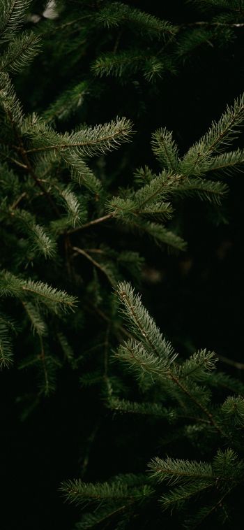 spruce, coniferous tree Wallpaper 1080x2340