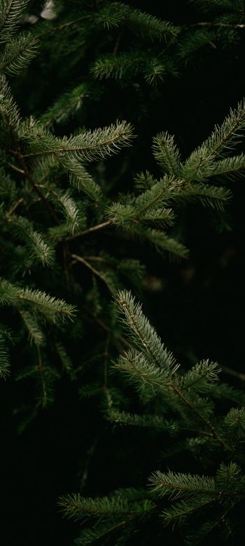 spruce, coniferous tree Wallpaper 1080x2400