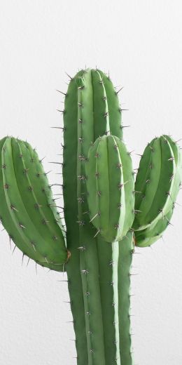 cactus, needles, green Wallpaper 720x1440