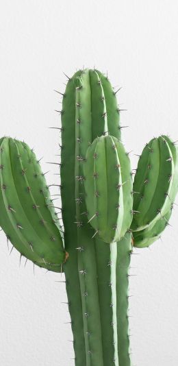 cactus, needles, green Wallpaper 1080x2220