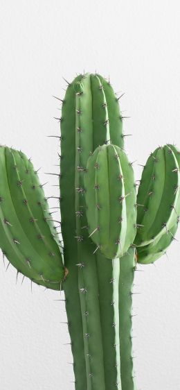 cactus, needles, green Wallpaper 1242x2688