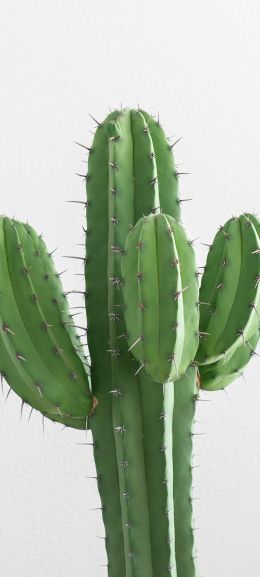 cactus, needles, green Wallpaper 1440x3200